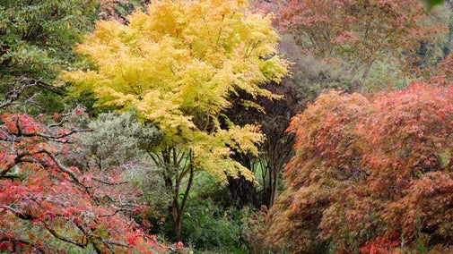 Red, yellow and orange leaves on trees in autumn.